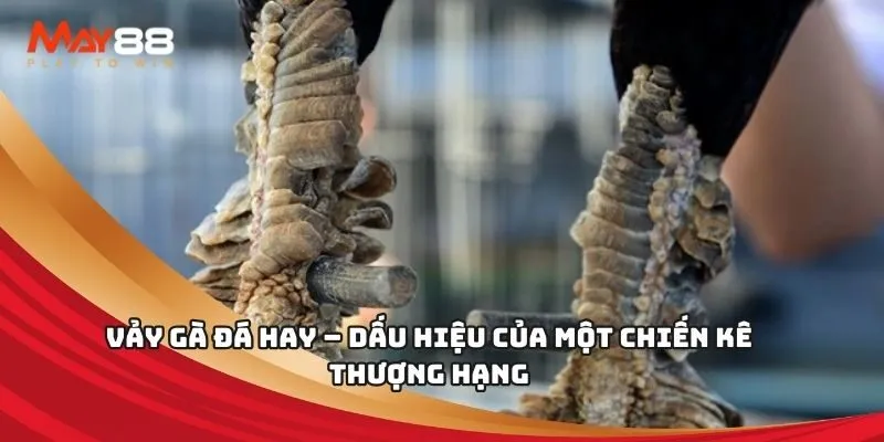 Ưu đãi dành cho hội viên Ev8: Hoàn tiền 3% mỗi ngày - Ev8